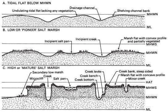 Binnen de kreken kan ook laterale erosie plaatsvinden. De kreekranden worden daarbij ondergraven, omdat het onderliggende sediment (meestal zandig en zonder plantenwortels) makkelijker te eroderen is.