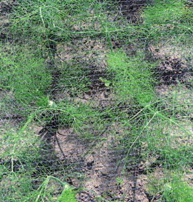 De netten worden kort na planten over de teelt gelegd waardoor de kleine blaadjes makkelijk door de mazen kunnen groeien.