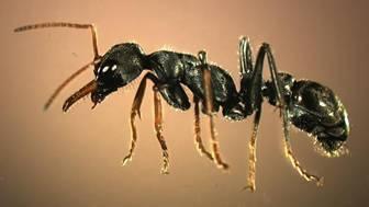 Mieren Inhoud Voorwoord Weetjes over mieren Het uiterlijk van de mier Het mierennest Buiten het nest Vijanden van de mier De mier en de bladluis Bijzondere mieren Bronnen Weetjes over mieren Bijna