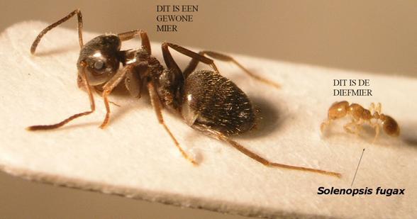 Miereneters hebben een kleverige tong. Die komt vijftig tot zestig cm uit z n snuit. Ze leven van mieren, termieten en maden. Met zijn scherpe klauwen scheurt hij het nest van de mier uit elkaar.