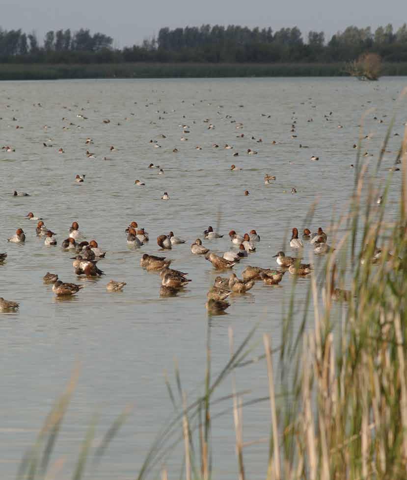 5.2 Beleidskeuze 33 Het kabinet heeft in 2009 een principebesluit over de toekomst van de ecologische ontwikkeling in het Markermeer/IJmeer genomen.