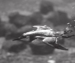 Het leegvissen van de Noordzee is een ramp voor deze vogels. De zeekoet heeft een rode snavel.