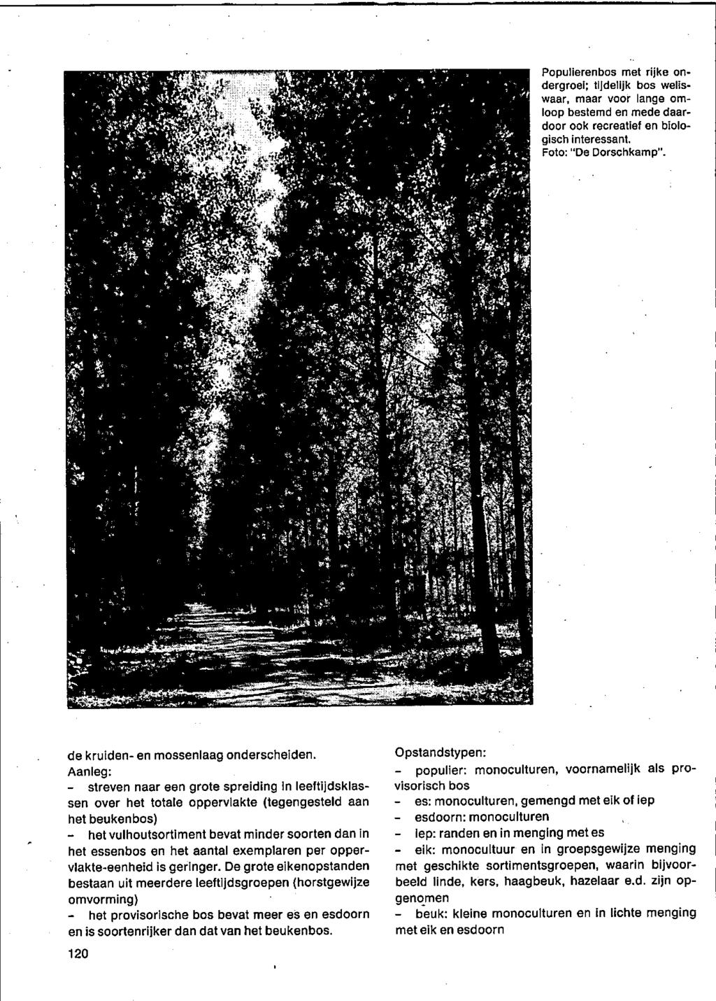 Populierenbos met rijke ondergroei; tijdelijk bos weliswaar, maar voor lange omloop bestemd en mede daardoor ook recreatief en biologisch interessant. Foto: "De Dorschkamp".