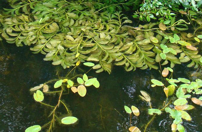 Figuur 4.5: Bedekking emerse planten Vanuit verschillende klasse-indelingen van de KRW voor verschillende watertypes, is een bedekking met 5 tot 30% emerse vegetatie als optimaal afgeleid.