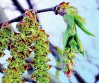 bladverliezend Pollenseizoen: januari tot begin april Berk