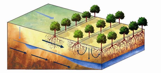 Ecologische interacties Invloed op de waterhuishouding: competitie en/of complementariteit? Boomwortels onttrekken water en treden in competitie. Nefast voor zomergewassen dicht bij bomen.