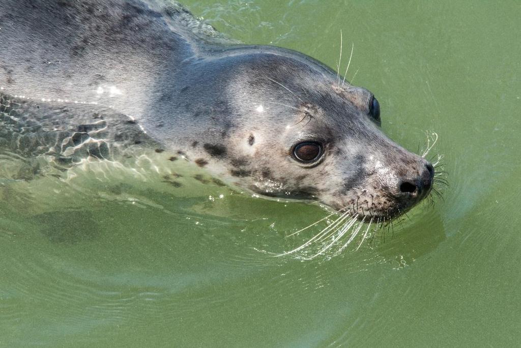 Nadat de foto s gemaakt waren voeren we weer terug naar de haven van Nes.