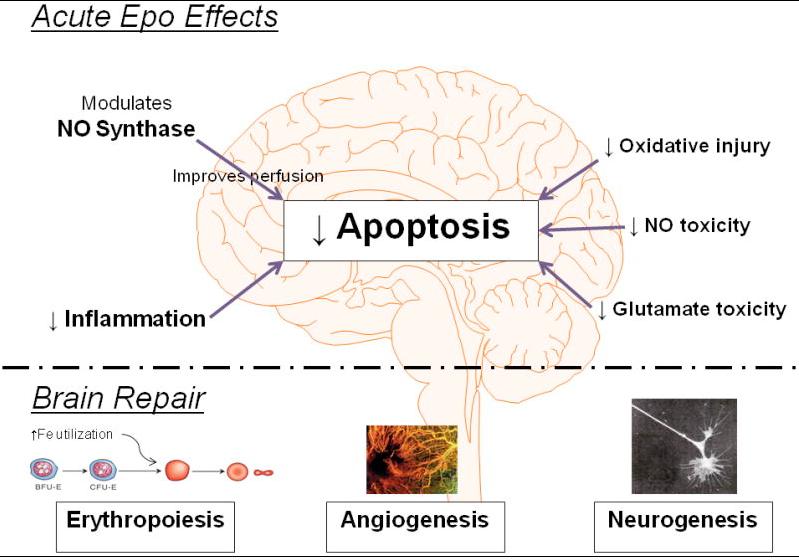 Hypothermie plus Neuroprotective effects of hypothermia combined with inhaled Xenon following perinatal asphyxia - TOBY HT vs TOBY HT + 24 h 30% Xenon - ondersteund door meerdere experimentele