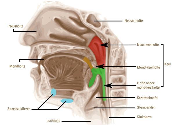 1.2 Mond De mond is een menselijk orgaan dat de structuren rondom de mondholte bevat. 1.2.1 Algemeen Vooraan wordt deze begrensd door de lippen, waarachter zich de met slijmvlies (mucosa) beklede boven- en onderkaak bevinden met hierin de tandenbogen.