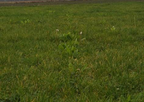 Hierbij is het wenselijk dat het gras reeds vroeg in het voorjaar enkele keren gemaaid of gebloot wordt om de jonge kiemplantjes de kans te geven zich te ontwikkelen tussen het bestaande gras.