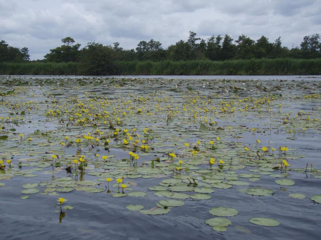 11.1.4 Vegetatie in Nederlandse wateren Meren In het open water van ondiepe, heldere meren groeien ondergedoken vegetaties van fonteinkruiden en kranswieren tot enkele meters diep.