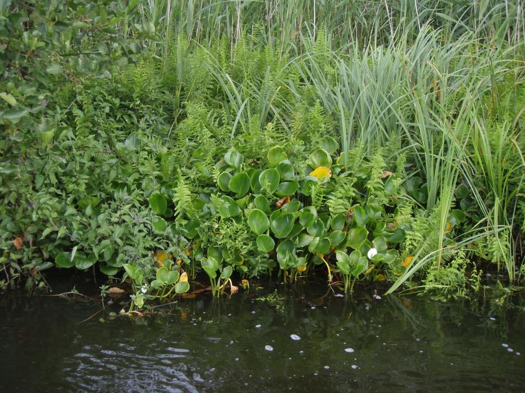 In de ondiepe oeverzone van een meer (waterdiepte tot een meter) mengen emerse planten zich in de watervegetatie, vooral als er een fluctuerend waterpeil is.