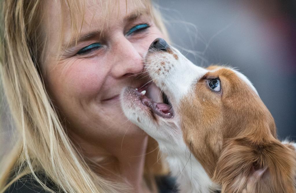 2017 8, 9 en 10 december 2017 RAI Amsterdam Standhouderbrochure Hét evenement voor hondenliefhebbers Demonstraties, workshops, shows, stands, hondendorp en twee internationale hondenshows voor alle