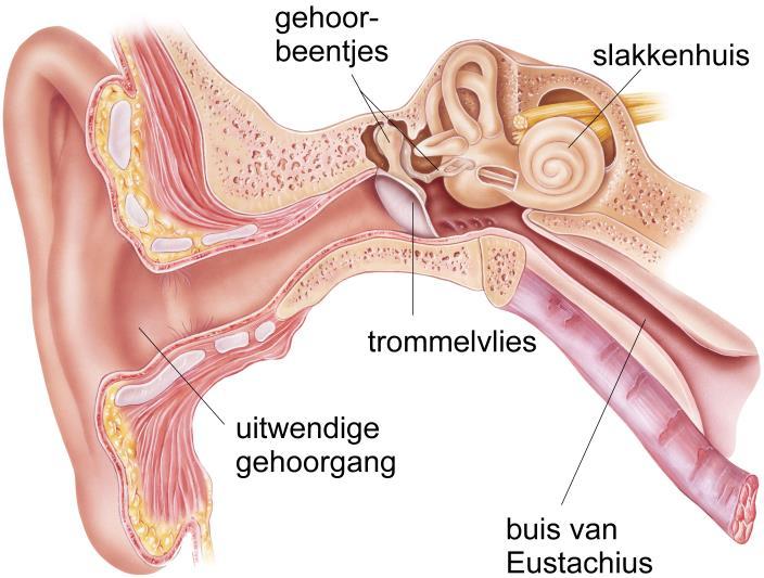 Afbeelding 2: Het oor(*) Tijdens het slikken gaat de buis van Eustachius even open en laat wat lucht door. De luchtdruk in het middenoor blijft zo gelijk met de luchtdruk buiten.