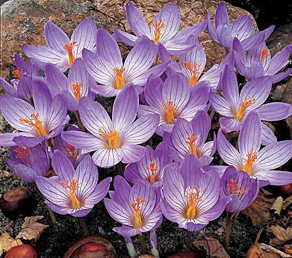Verschillen Crocus-soorten Crocus chrysanthus Crocus speciosus (lijst 1)