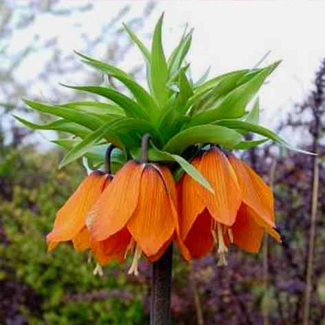 Fritillaria imperialis Een