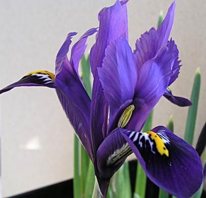 Iris reticulata Donker