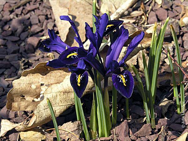 streep Typische Iris-bloem,