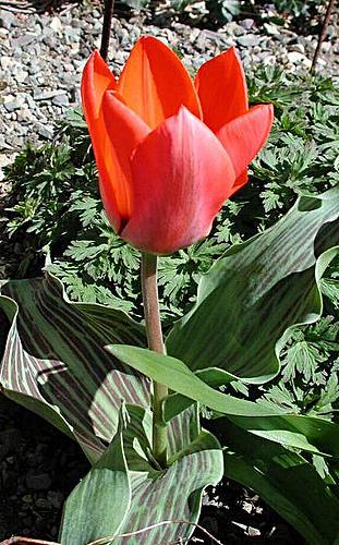 Tulipa greigii botanische tulp