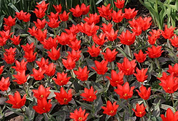 Tulipa greigii Botanische