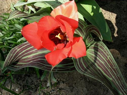 Verschillen Tulipa-soorten Tulipa greigii Tulipa