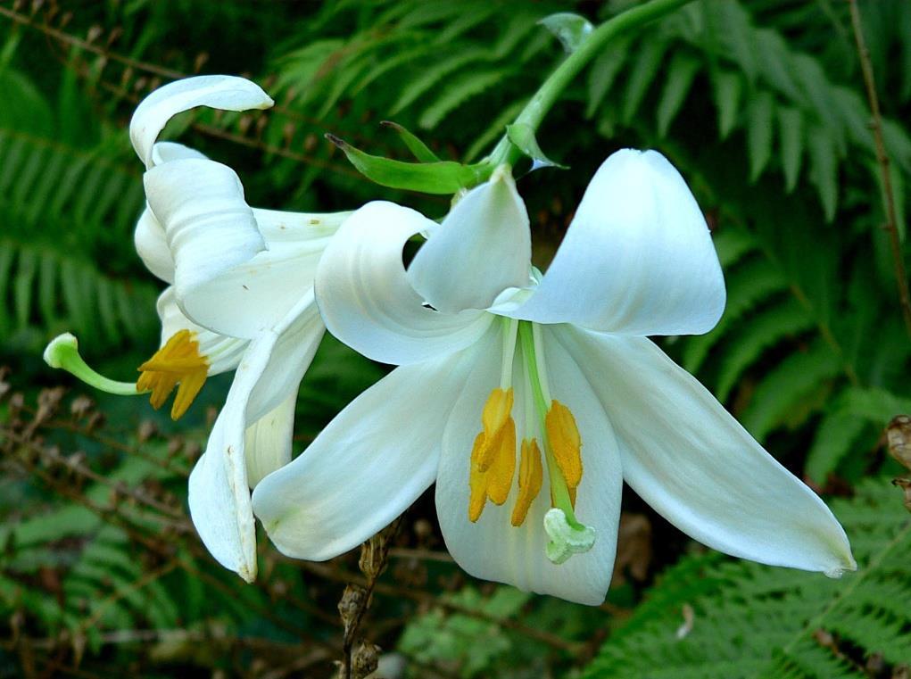 witte kelkvormige bloem, in
