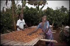 De cacaobonen aan het begin van de productie 4 Reinigen Slechte bonen,
