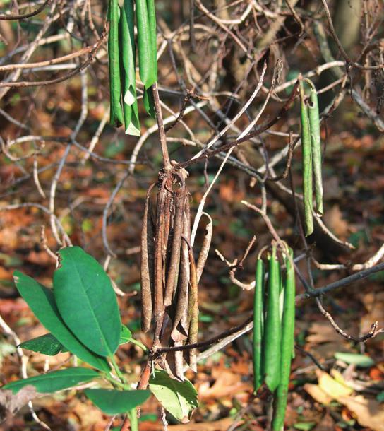 PRAKTIJKADVIES Phytophthora ramorum en het