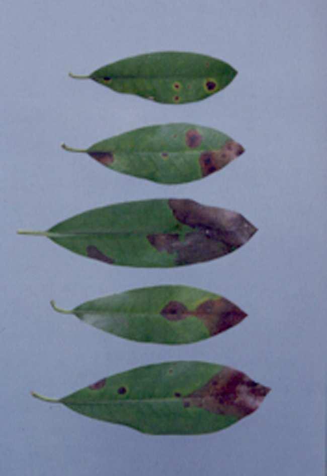 Organisme Waardplant Herkenning/ symptomen PHYTRA Rhododendron