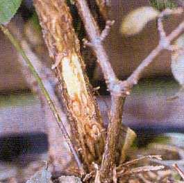 In proeven bleek Vaccinium myrtillus gevoelig, maar ook Fagus