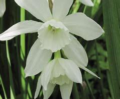 Hij heeft al jaren Allium Ambassa- soort hybridiseert sterk met de Spaanse donkerpaarse Iris histrioides George dor (8) in zijn eigen tuin, gecombineerd hyacint.
