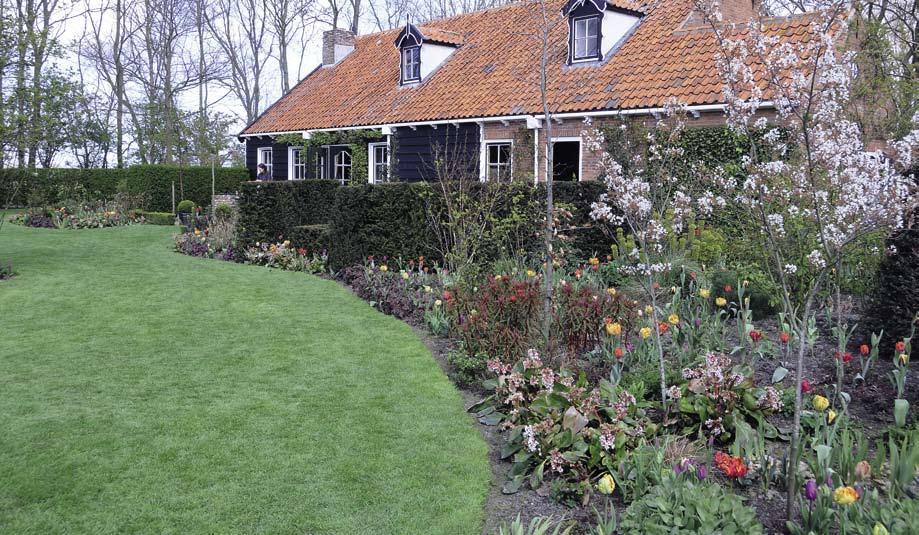 Bonte kleur in boerentuin In de siertuin staan in het vroege voorjaar de Amelanchier lamarckii en Bergenia in bloei. Dubbele tulpen en parkiettulpen zorgen voor kleur.