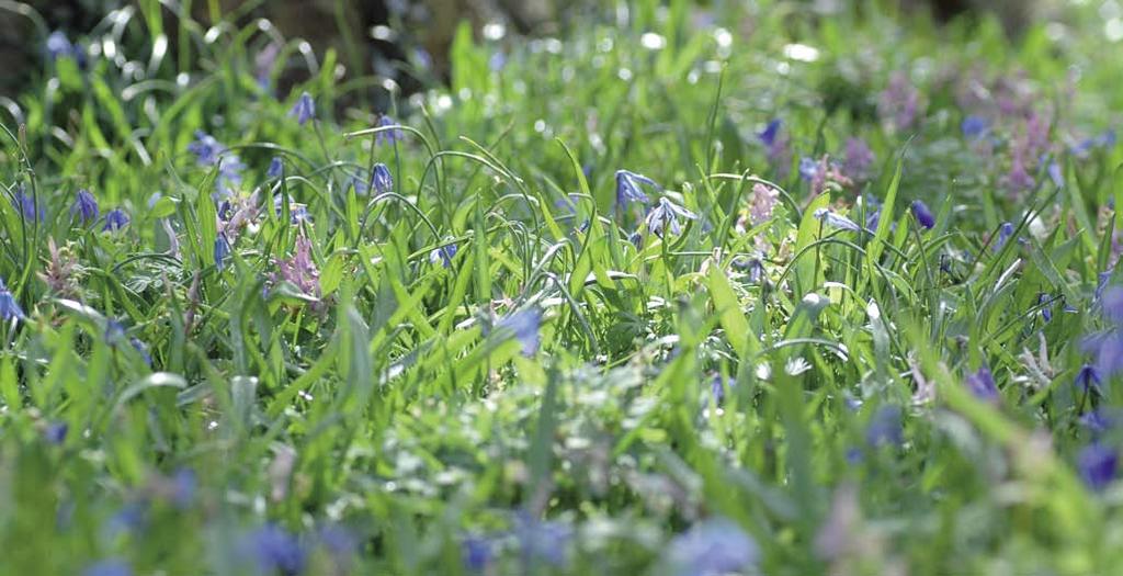 grasland, zoals knikkende vogelmelk, kieollen De allereerste bloei in het voorjaar komt van de stinzenbollen. Van januari tot mei zijn op buiten Corydalis solida en Scilla siberica bloeien in maart.