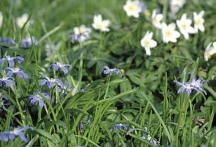 ,,hoe de planten daar ooit terecht zijn gekomen, weten we niet precies, verhaalt tuinhistorica Trudi Woerdeman.,,Er is in archieven haast niets over te vinden.