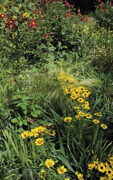 Vooral Dahlia en Crocosmia zijn daarvoor in de beplantingsschema s gebruikt. Het resultaat is een kleurenspektakel van een mijl.