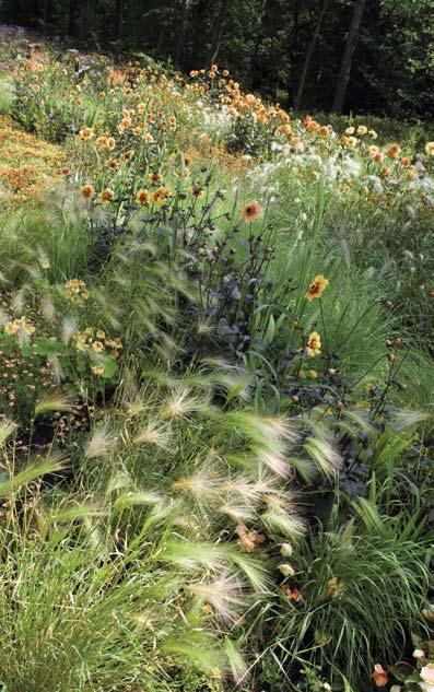 Tinkerbell, Bupleurum rotundifolium en Briza maxima.