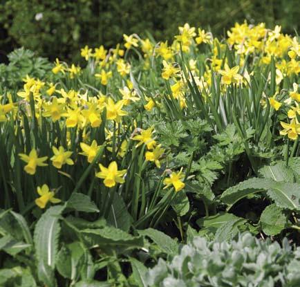 Enkele meer open beplanting gaf in Wolfheze bloei. Alleen White Triumphator kreeg maanden een lagere temperatuur dan de gelegenheid om goed af te sterven en de waardering goed.