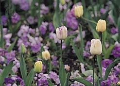 combinatie  heerst: Kleur Bloeitijd Hyacinth Borah Blauw (meerbloemig) April