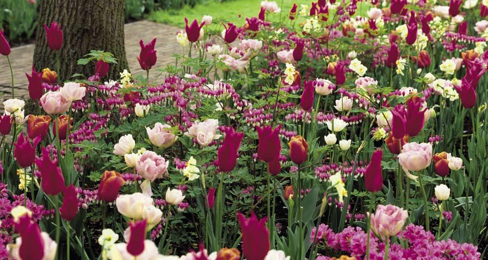 ollen Tulpen in rijen, toefen of blokken; daar vindt Jacqueline van der Kloet niet zo veel aan. Het doet geen recht aan de Met de tulp heb je oneindig veel mogelijkheden schoonheid van de eenling.