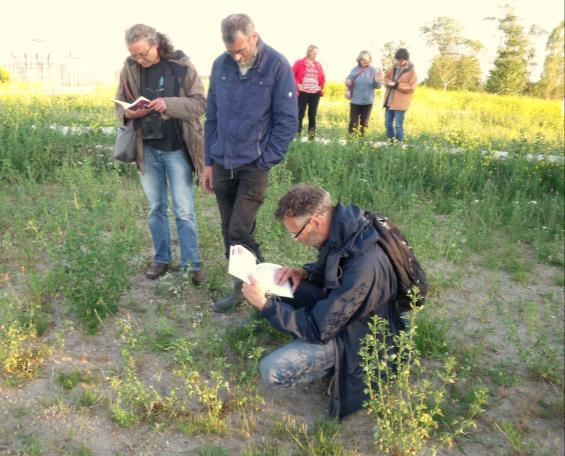 Even verderop vonden we hoenderbeet, sofiekruid, rietorchis, ringelwikke en vierzadige wikke.