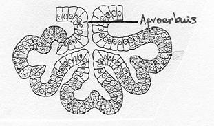 BIOLOGIE Pag 11 4 Montagelijn van speekselamylase Speeksel wordt geproduceerd door verschillende klieren die rond de mondholte liggen.