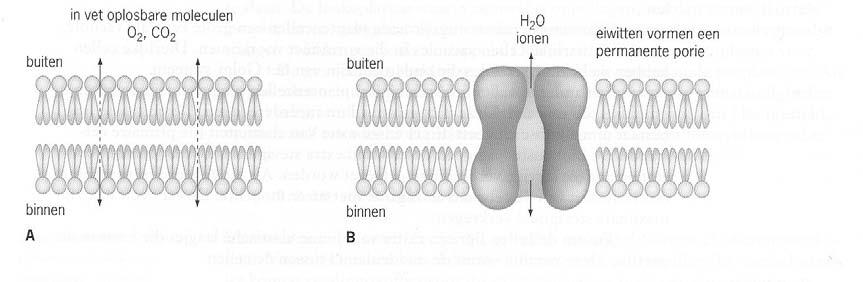 BIOLOGIE Pag 14 7.3 TRANSPORTPROCESSEN DOOR MEMBRANEN Stoffen kunnen op verschillende manieren membranen in de cel passeren: passief en actief.
