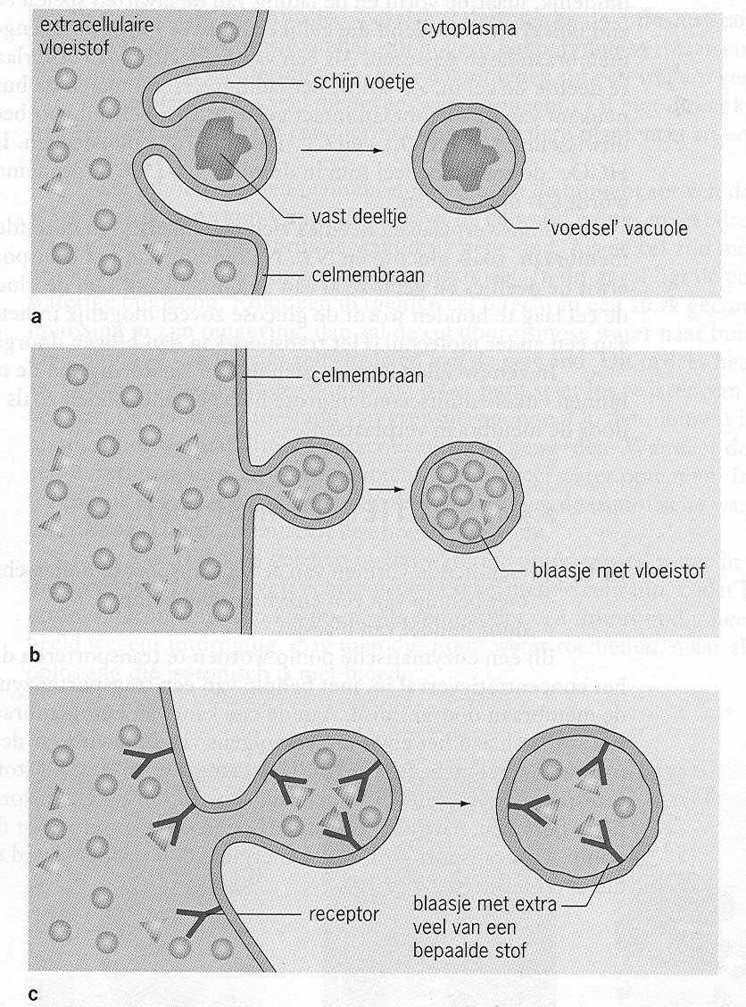 BIOLOGIE Pag 16 7.3.3 Actief transport door middel van blaasjes Bij transport met behulp van blaasjes worden stukjes van de celmembraan afgesplitst of juist met elkaar versmolten.