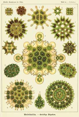 12.14 Ernst Haeckel, plaat met onder meer een vijfhoekige slangster (rechtsboven) waarop de