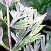 meeldauw - echte (witziekte) Erysiphe polygoni Ernst van de ziekte of plaag: 5 Een van de meest voorkomende schimmelaantastingen op levende planten is ongetwijfeld meeldauw, en hiermee wordt de echte