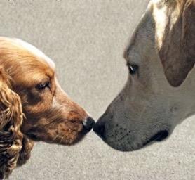 Bijvoorbeeld: Honden weten door de reuk dat ze geen familie zijn.