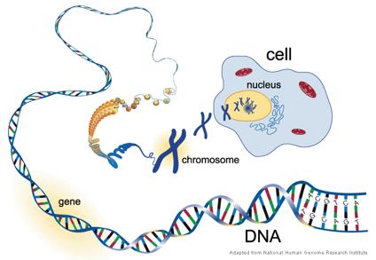 Major histocompatibility complex Het MHC is een genenfamilie dat het merendeel van het