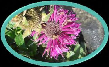 Lace Monarda