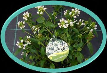 pyrethrum