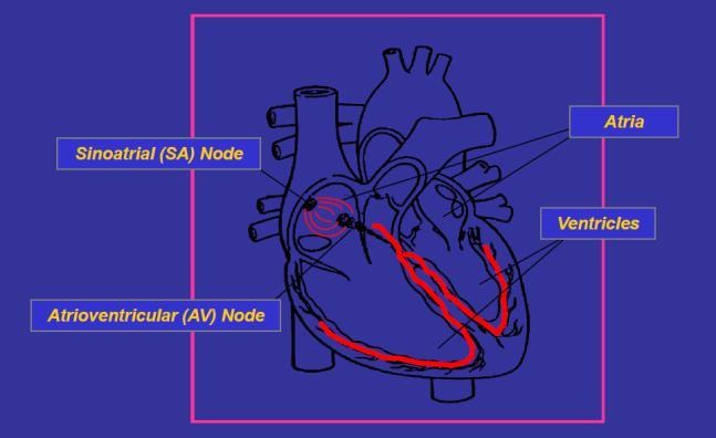 1. Impulsgeleiding van het hart De elektrische impulsgeleiding van het hart ontstaat in de sino-atriale knoop, loopt dan via het atrium door naar de atrio-ventriculaire knoop (AV knop) en gaat via de